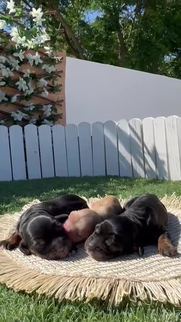 Cocker Spaniel Inglés perros en venta: COCKER SPANIEL INGLES HEMBRAS - Video 1