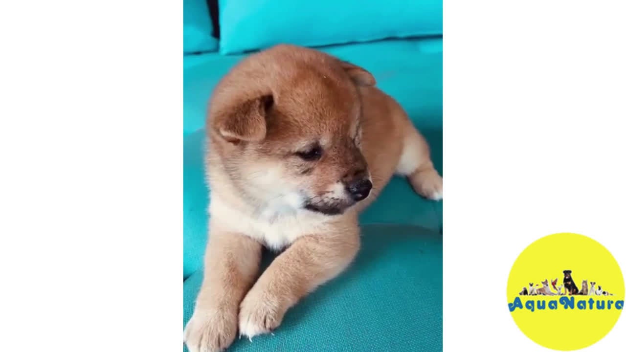 Shiba Inu perros en venta: Shiba Inu Hembra 3 de Magy - AQUANATURA en Barcelona - Video 1