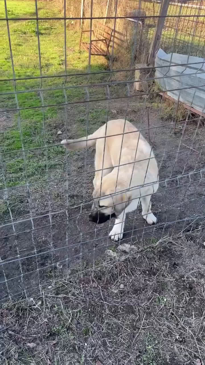 Mastín Español perros en venta: Cachorra de mastín español  - Video 1