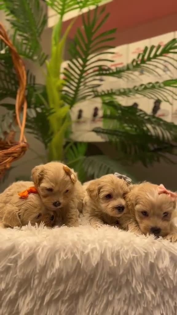 Maltipoo perros en venta: MALTIPOO - Video 1