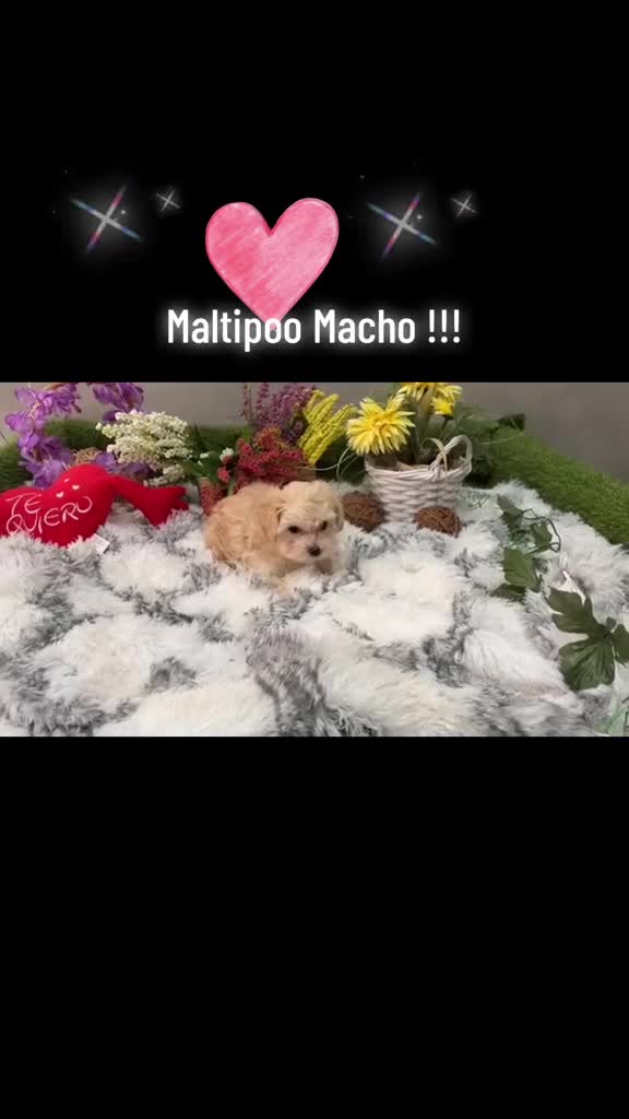 Maltipoo perros en venta: Maltipoo macho fotos actuales !! - Video 1