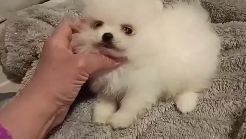 Pomerania perros en venta: POMERANEAS TOYS en Madrid - Video 2