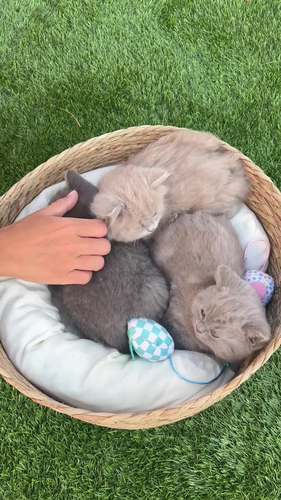 Británico de Pelo Corto Azul gatos en venta: British Blue y Lilac - Video 2