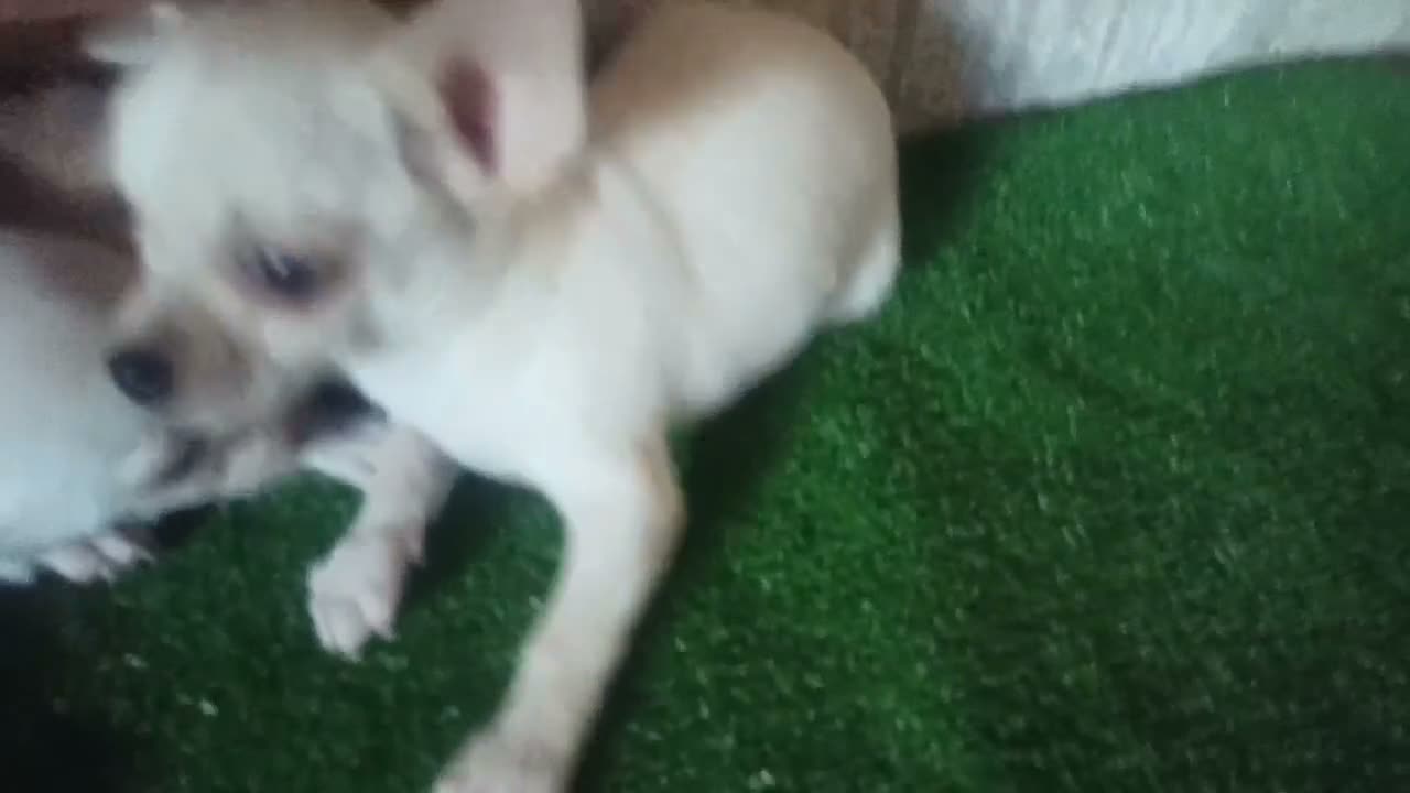Chihuahua perros en venta: cachorritos de chihuahua - Video 1