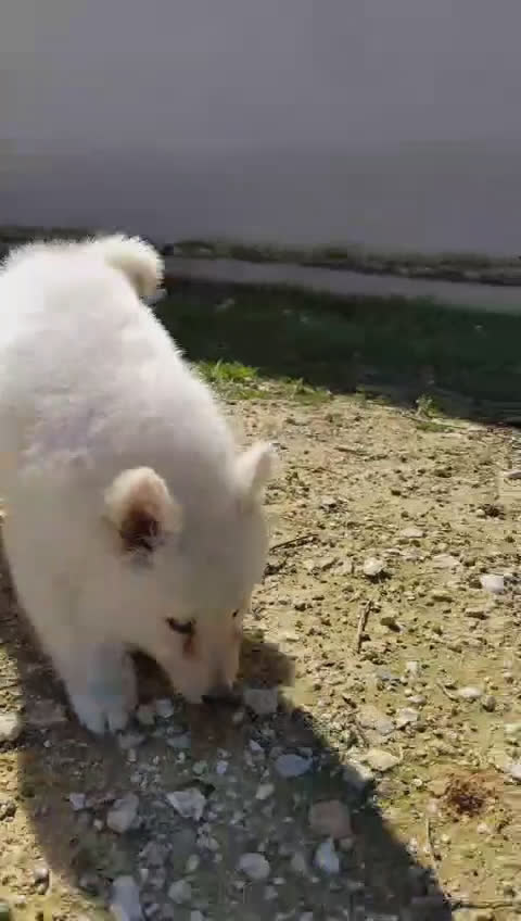 Pastor Blanco Suizo perros en venta: Preciosa hembra de pastor suizo - Video 2