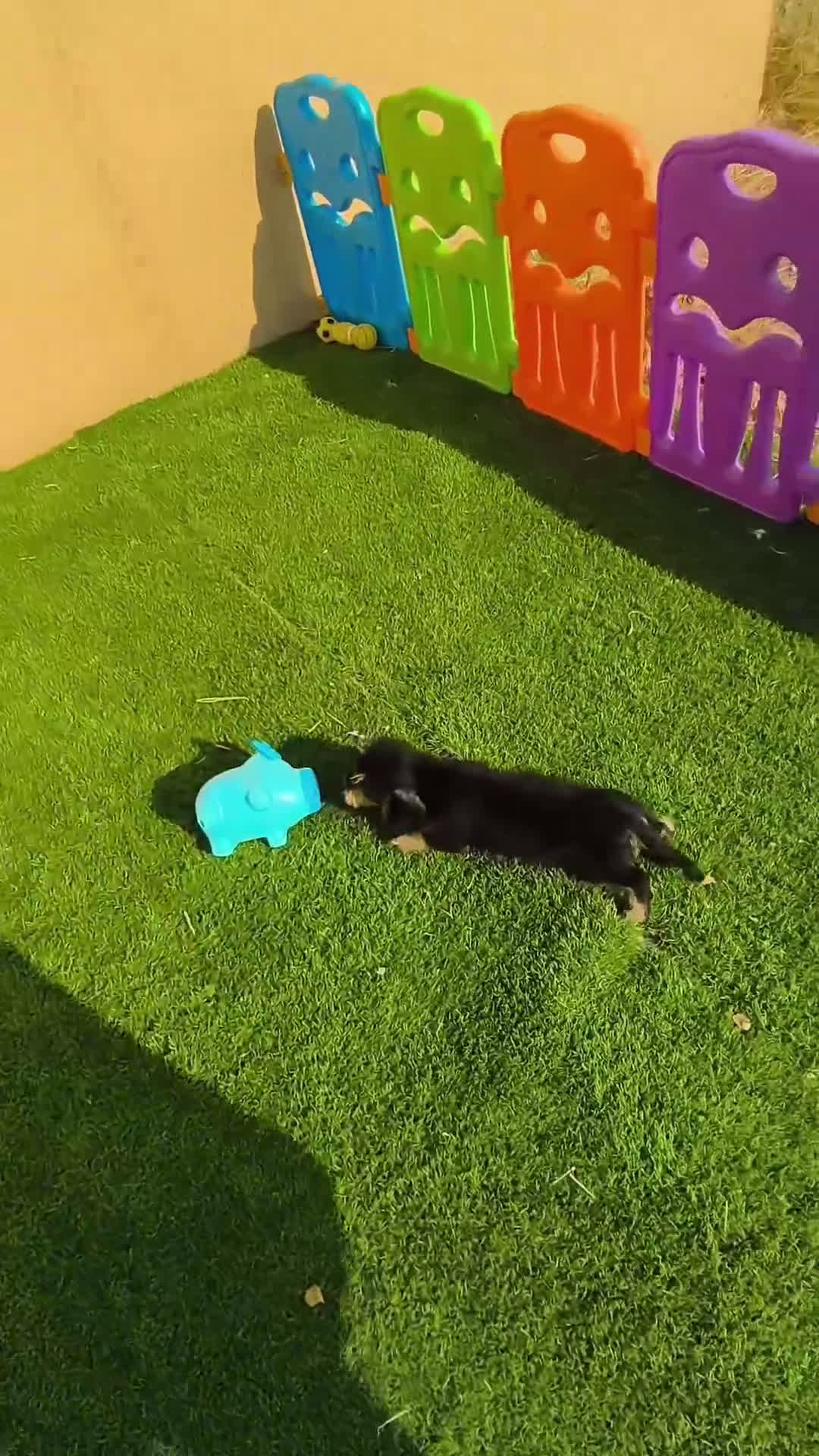 Teckel perros en venta: Teckel kaninchen de pelo duro  - Video 1