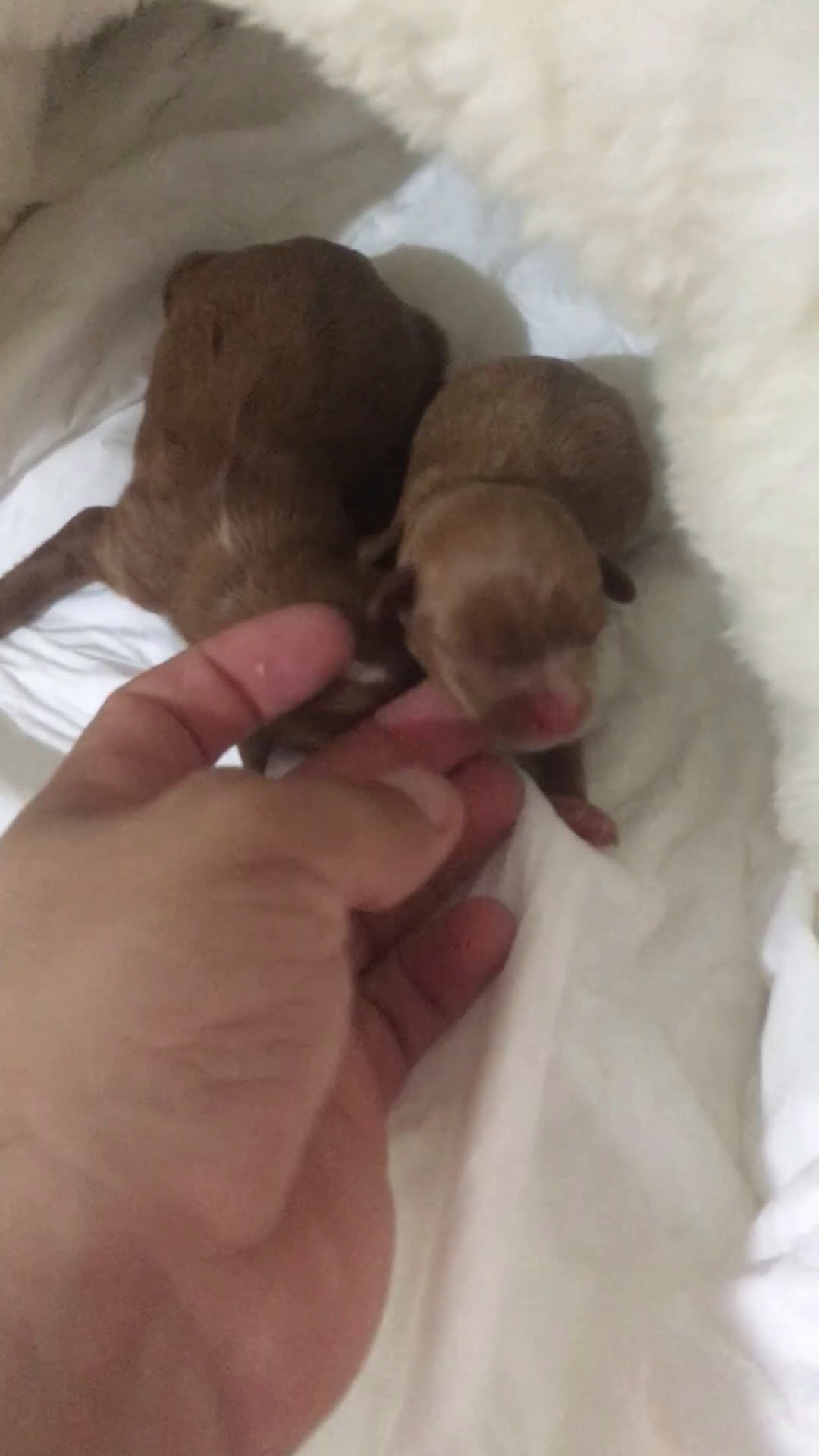 Cavapoo perros en venta: CAVAPOO GRAN CALIDAD  - Video 1