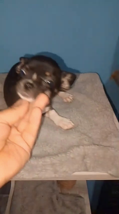 Chihuahua perros en venta: Última hembra de chorkie  - Video 1