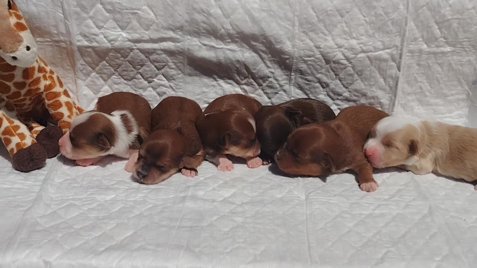 Bichón Habanero perros en venta: Muguiris Macho 5 - Video 1