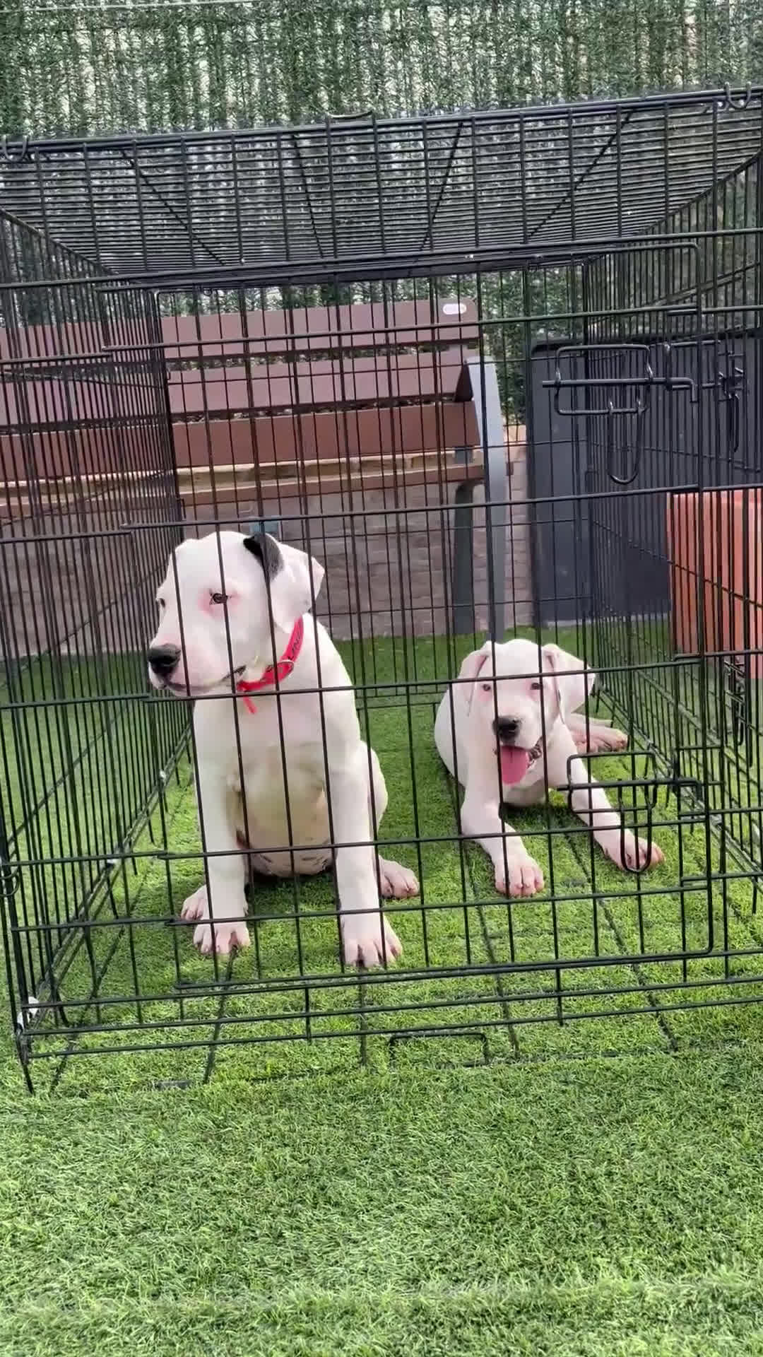 Dogo Argentino perros en venta: Digas argentinas  - Video 1