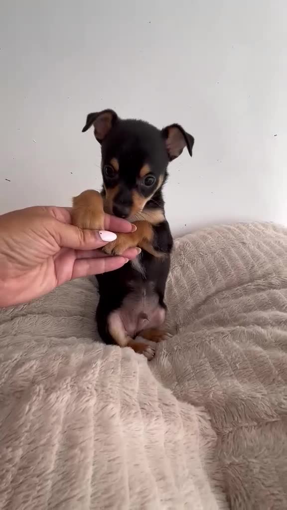 Chihuahua perros en venta: Chihuahua mini - Video 1