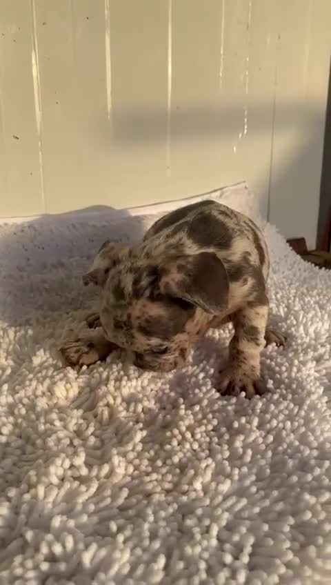 Bulldog Francés perros en venta: Bulldog francés  - Video 2