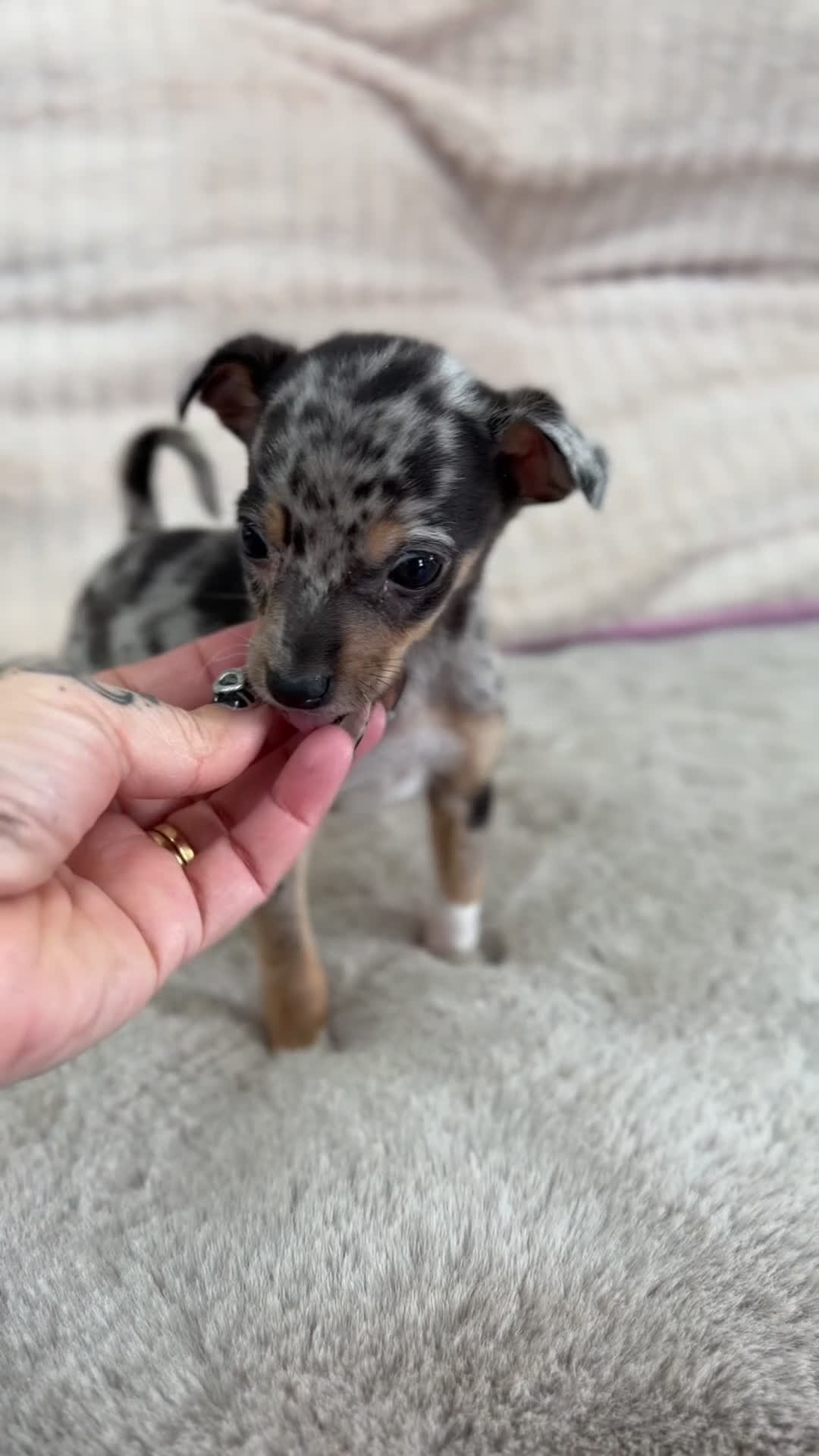 Pinscher Miniatura perros en venta: Pincher miniatura Merke  - Video 1