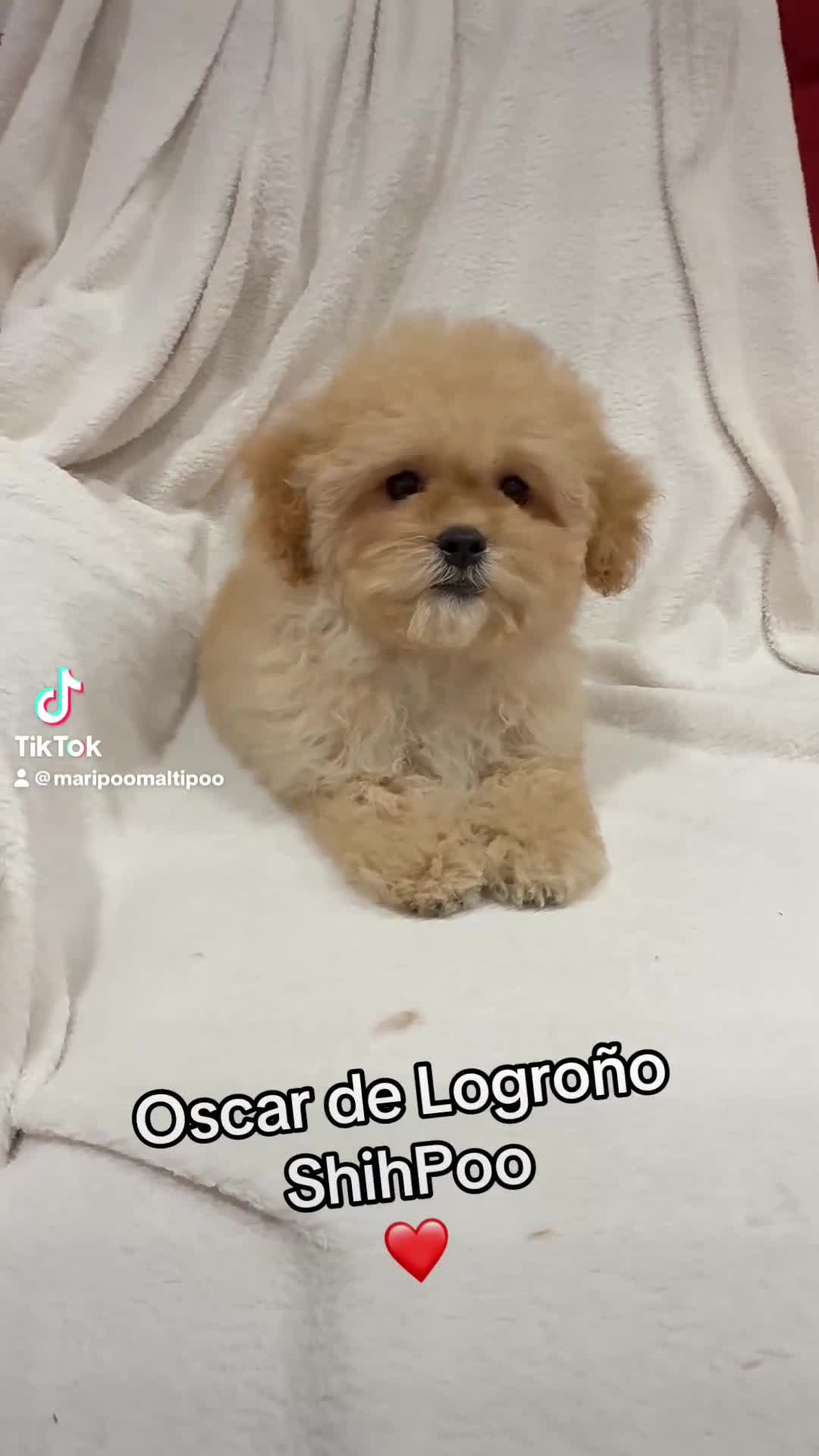 Shihpoo perros en venta: Me llamo Oscar y soy un ShihPoo  - Video 1