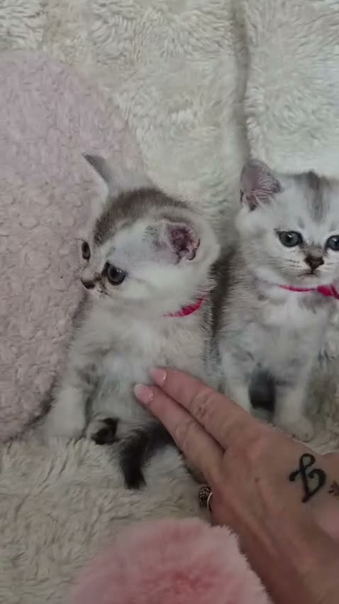 Británico de Pelo Corto gatos en venta: British color Silver Shaded - Video 1