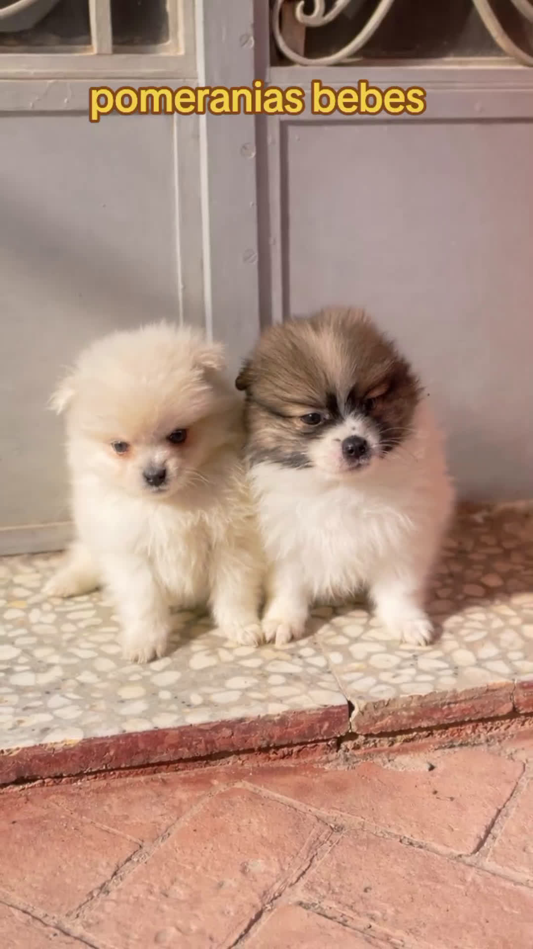 Pomerania perros en venta: Cachorros Pomerania mini toy disponibles - Video 3
