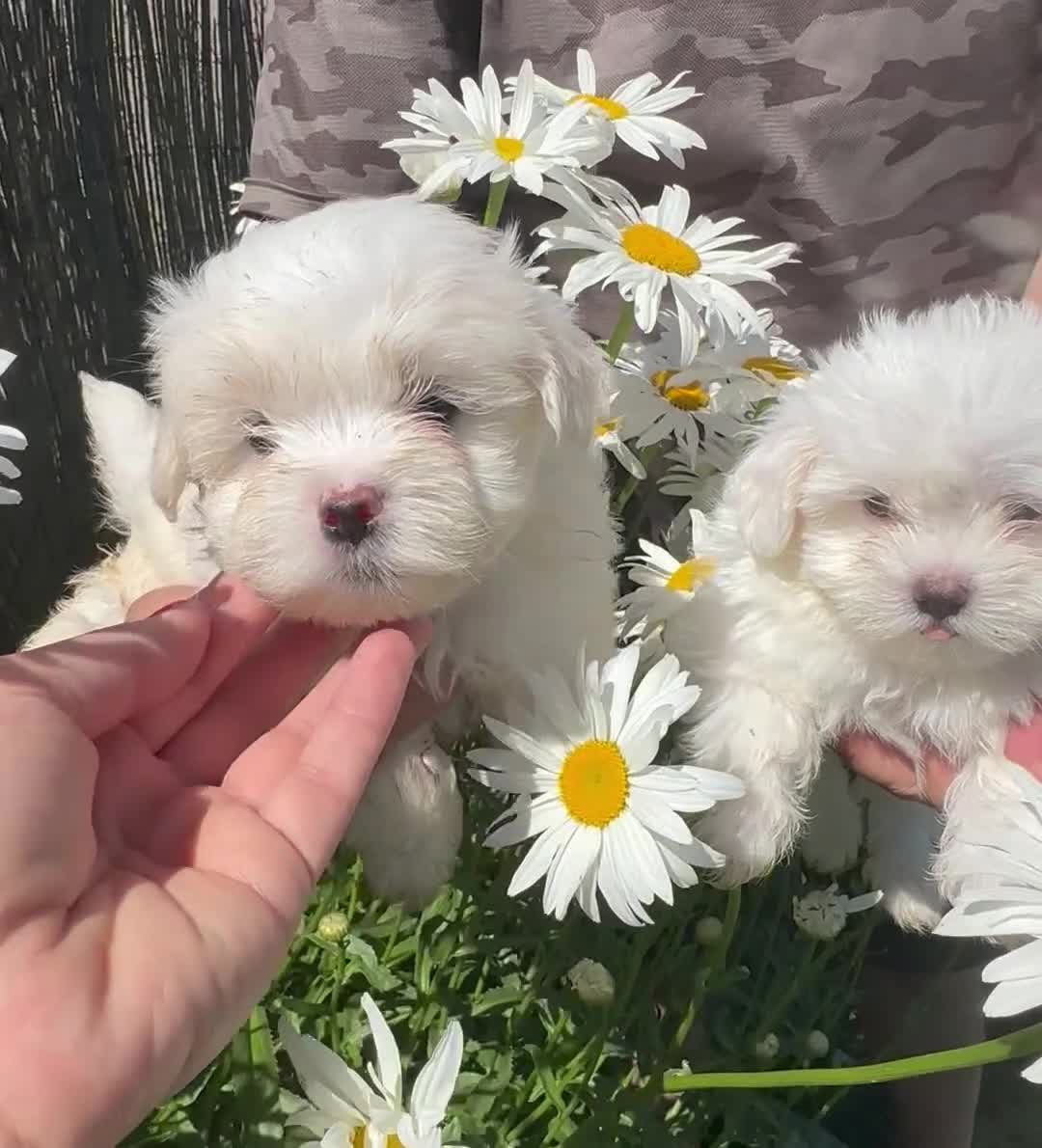 Bichón Maltés perros en venta: Bonita camada Bichon Maltes - Video 3