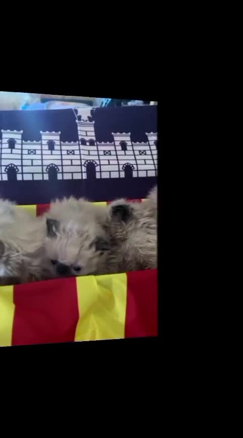 Persa gatos en venta: Persas mallorca - Video 2