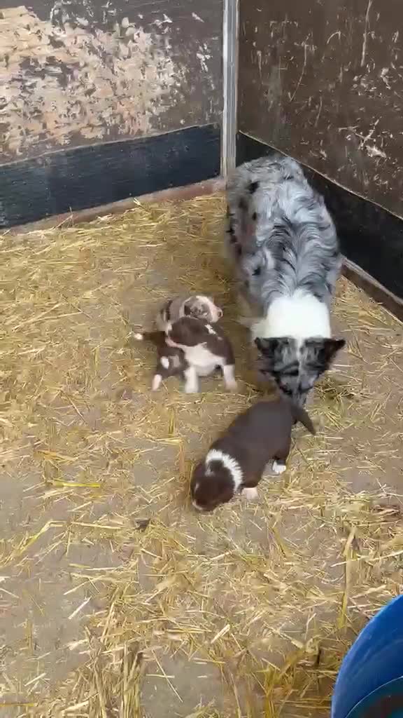 Border Collie perros en venta: Bordell collin De Campeonato Únicos Calidad - Video 2