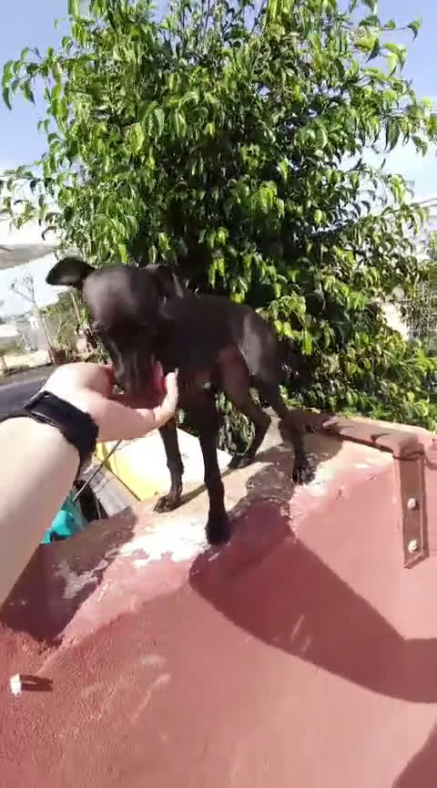 Pequeño Lebrel Italiano perros en venta: Picolo precio real  - Video 1