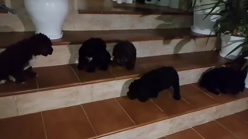 Perro de Agua Español perros en venta: Perro de Agua Español Económico - Video 1