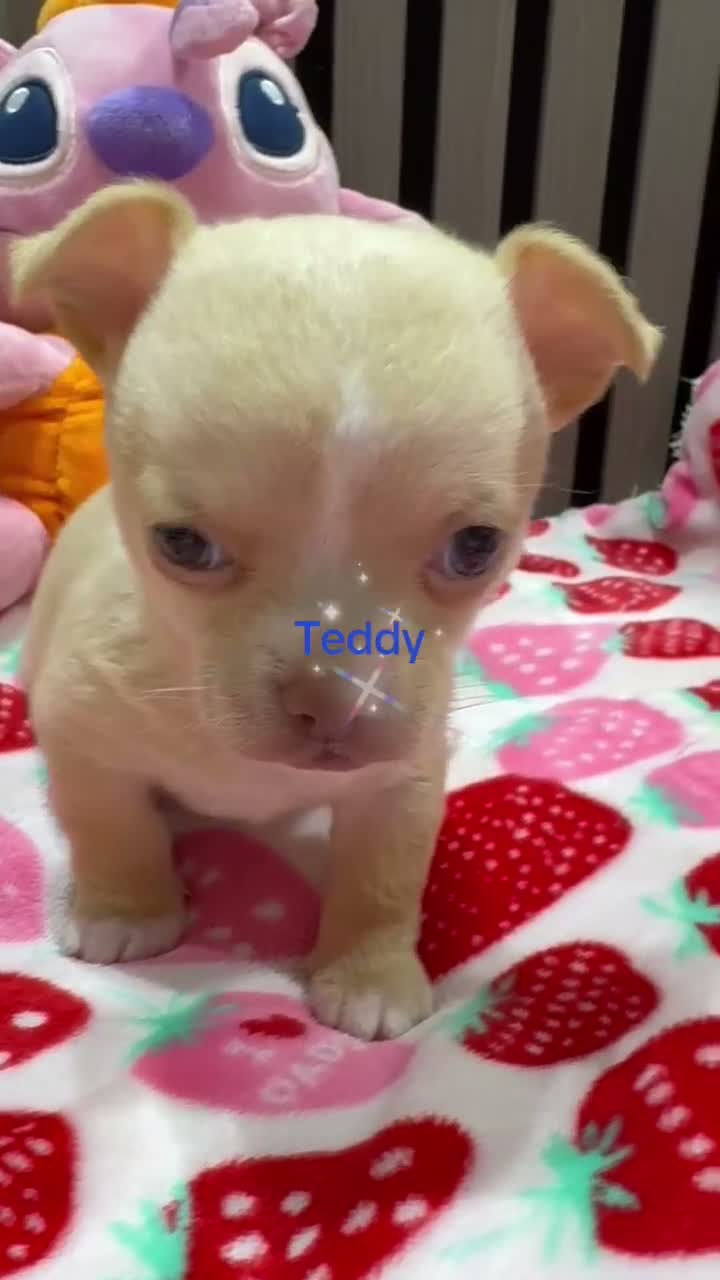 Chihuahua perros en venta: Chihuahua toy - Video 1