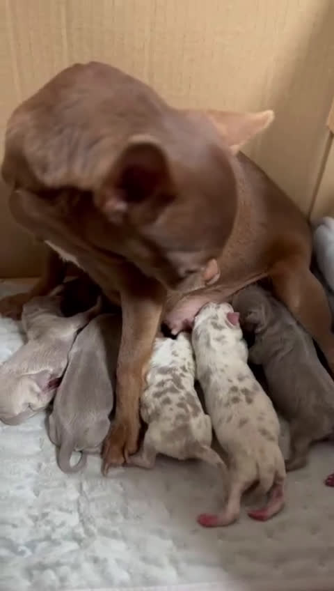 Chihuahua perros en venta: CHIHAUHUA MACHO- COLORES EXOTICOS - Video 1