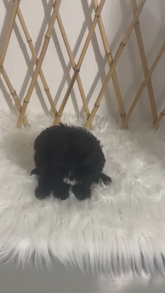 Maltipoo perros en venta: MALTIPOO TOY NEGRITA - Video 1