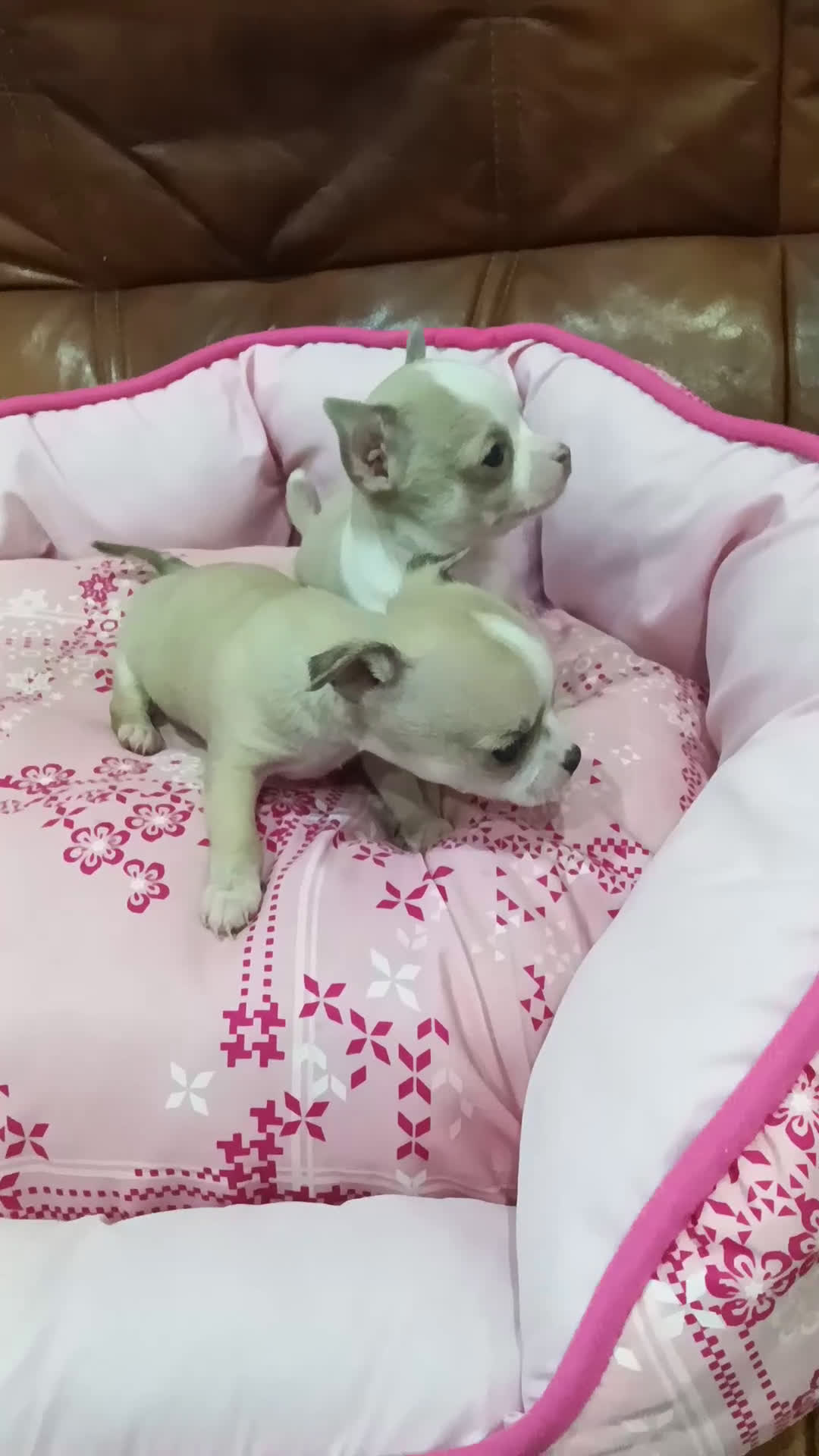Chihuahua perros en venta: Chihuahua toy  - Video 1