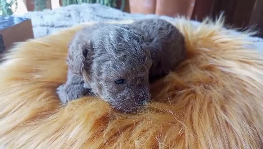 Caniche Toy perros en venta: Preciso caniche macho toy - Video 1
