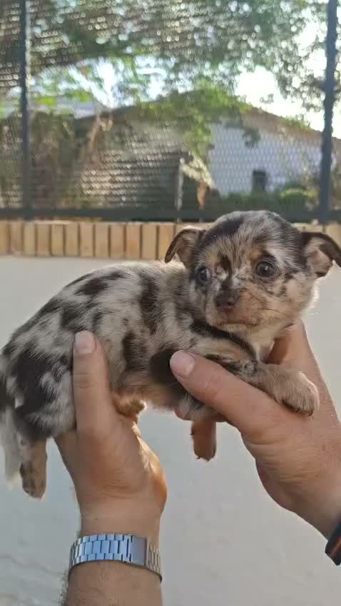 Chihuahua perros en venta: Chihuahua - Video 2