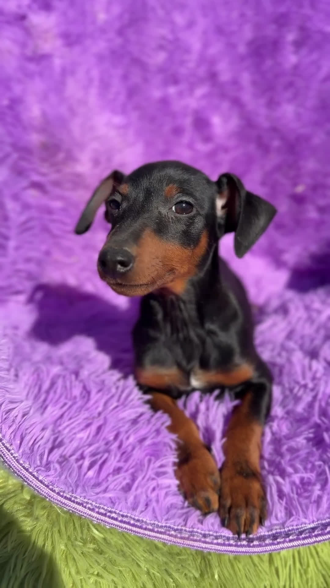 Pinscher Miniatura perros en venta: Minipincher hembra  - Video 1
