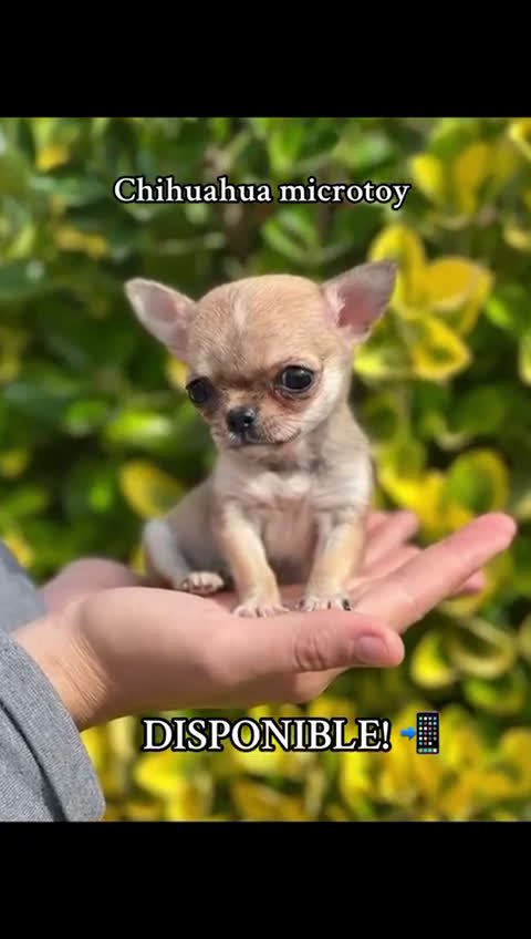 Chihuahua perros en venta: Chihuahua Microtoy  - Video 1