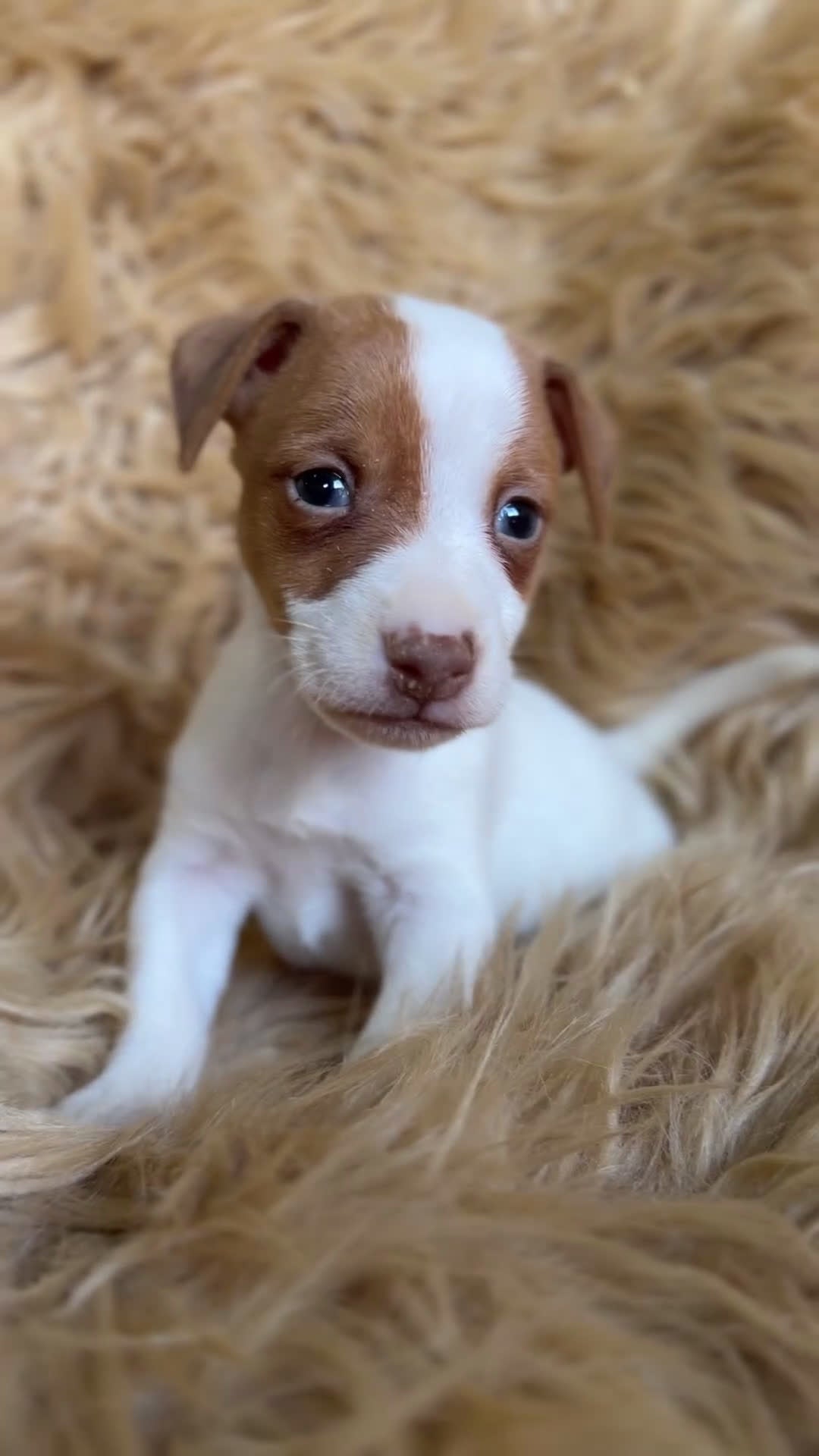 Jack Russell Terrier perros en venta: Jack Russell bicolor  - Video 1