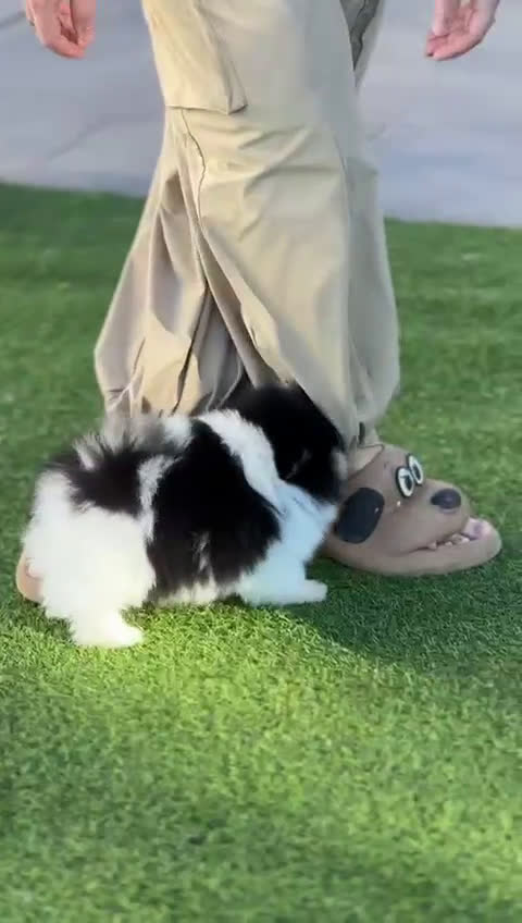 Pomerania perros en venta: Perros Pomeranios   - Video 5