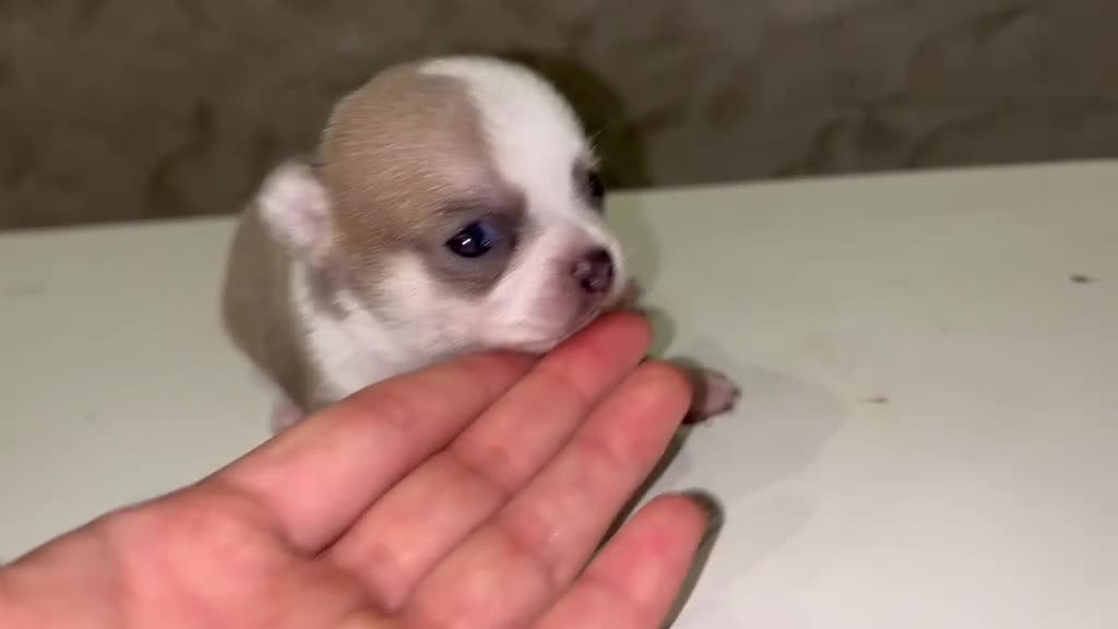 Chihuahua perros en venta: Chihuahua - Video 1