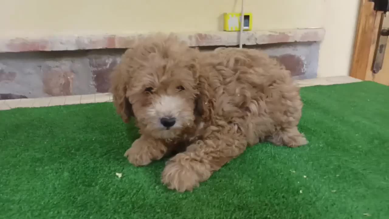 Caniche Enano perros en venta: caniche enano - Video 1