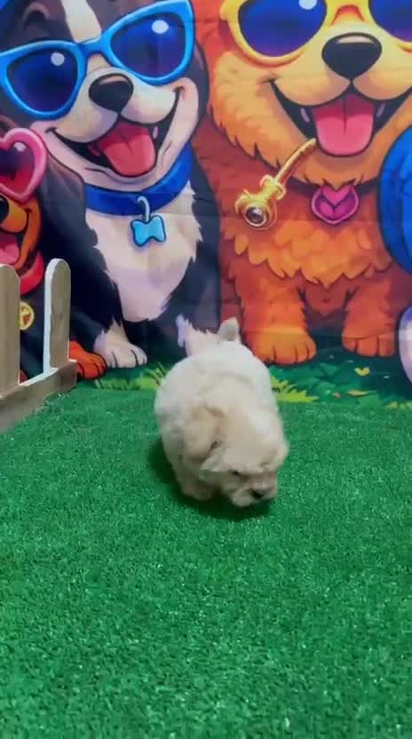 Maltipoo perros en venta: Maltipoo macho super Toy y chatitos espectacular  - Video 1