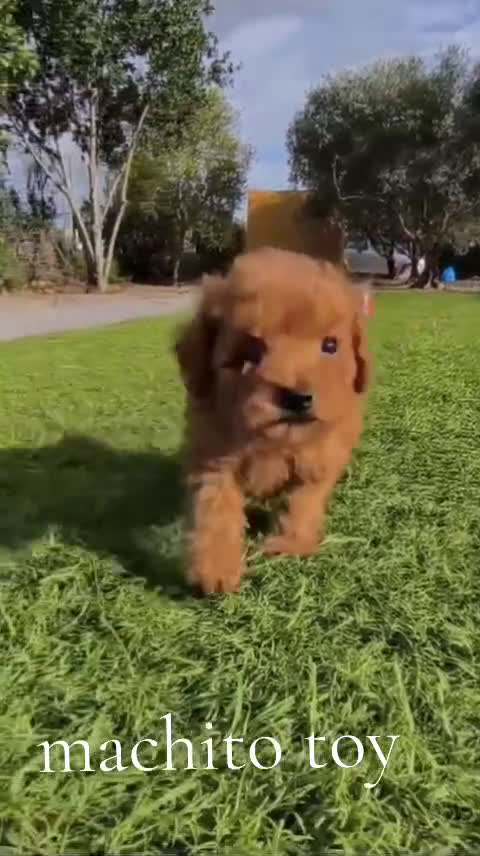 Caniche Toy perros en venta: Caniche toy - Video 1