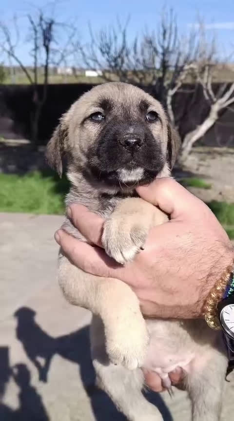 Mastín Español perros en venta: Últimas mastines disponibles para entregar! - Video 1