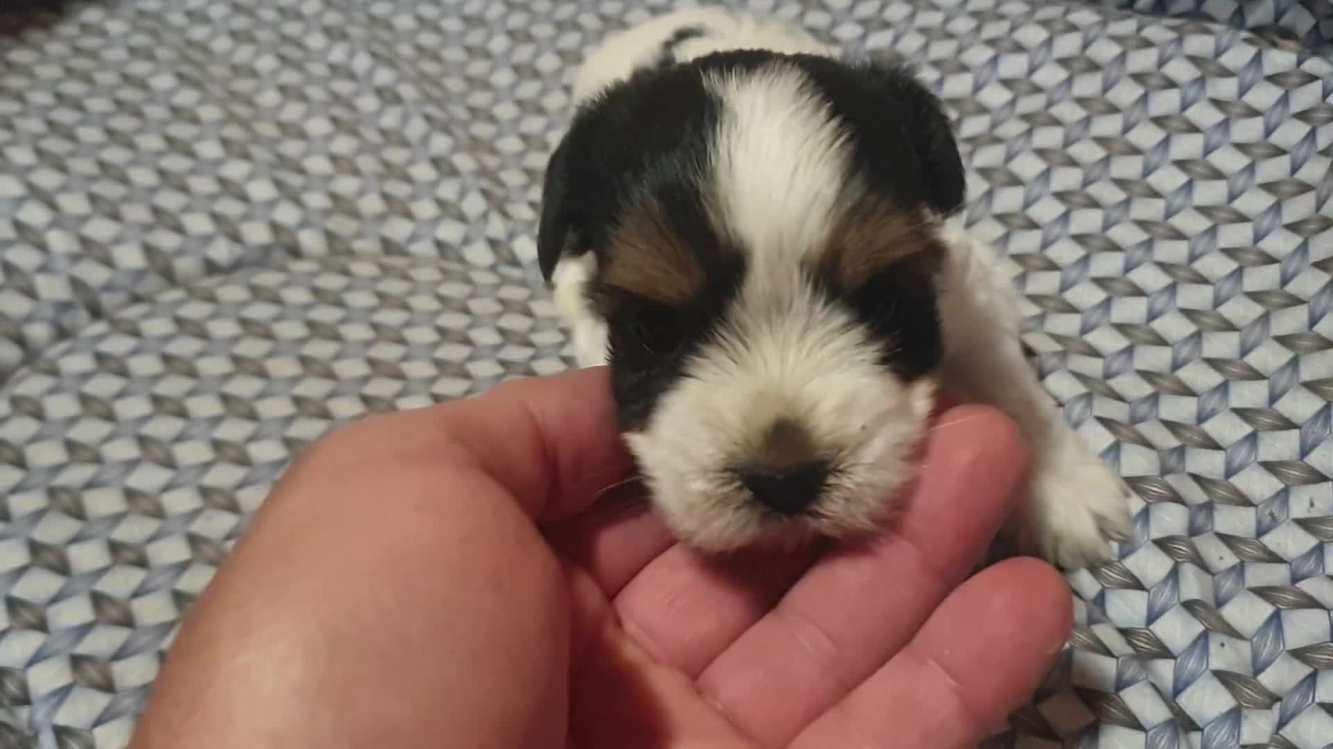 Biewer Yorkshire Terrier a la Pom Pon perros en venta: Biewer con pedigree excelente cachorros - Video 4