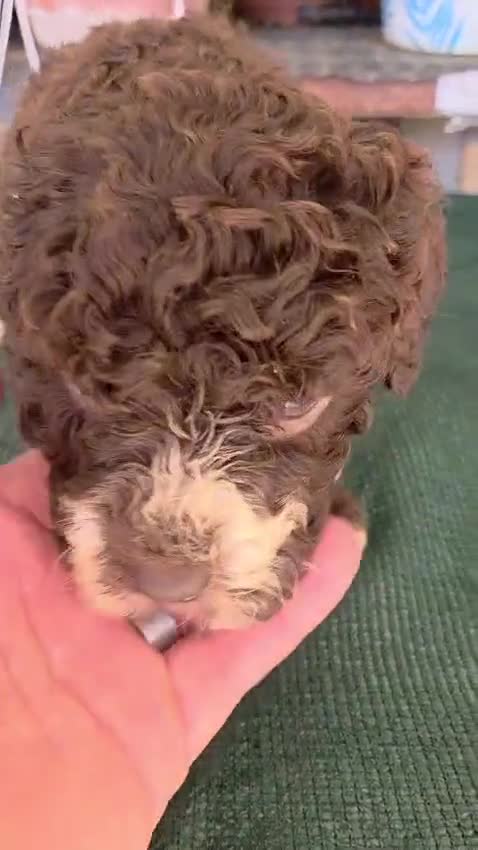 Perro de Agua Español perros en venta: ESPECTACULAR CAMADA DE PERRO DE AGUAS en Madrid - Video 1