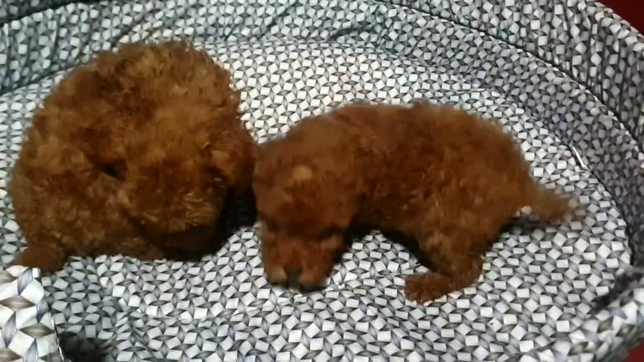 Caniche Toy perros en venta: Caniches toys rojos con pedigree madre asiatica! - Video 1