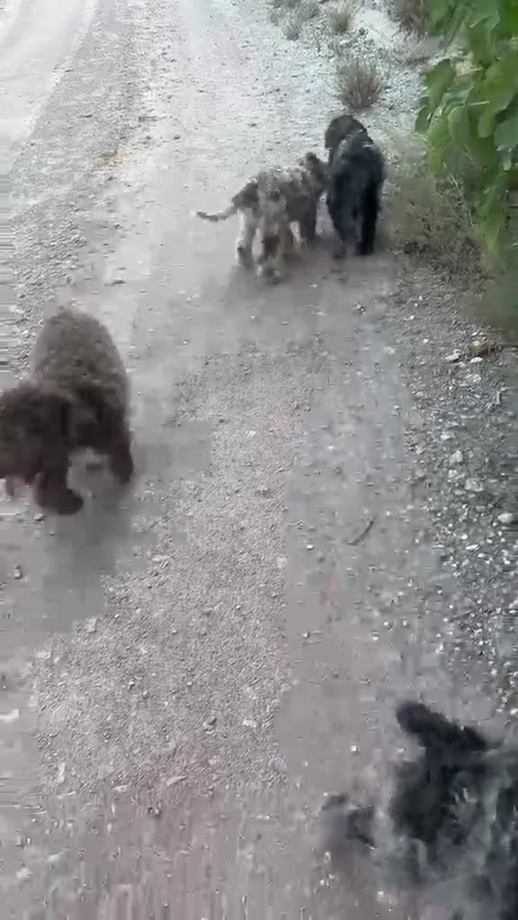 Perro de Agua Español perros en venta: PERRO DE AGUA ESPAÑOL - Video 3