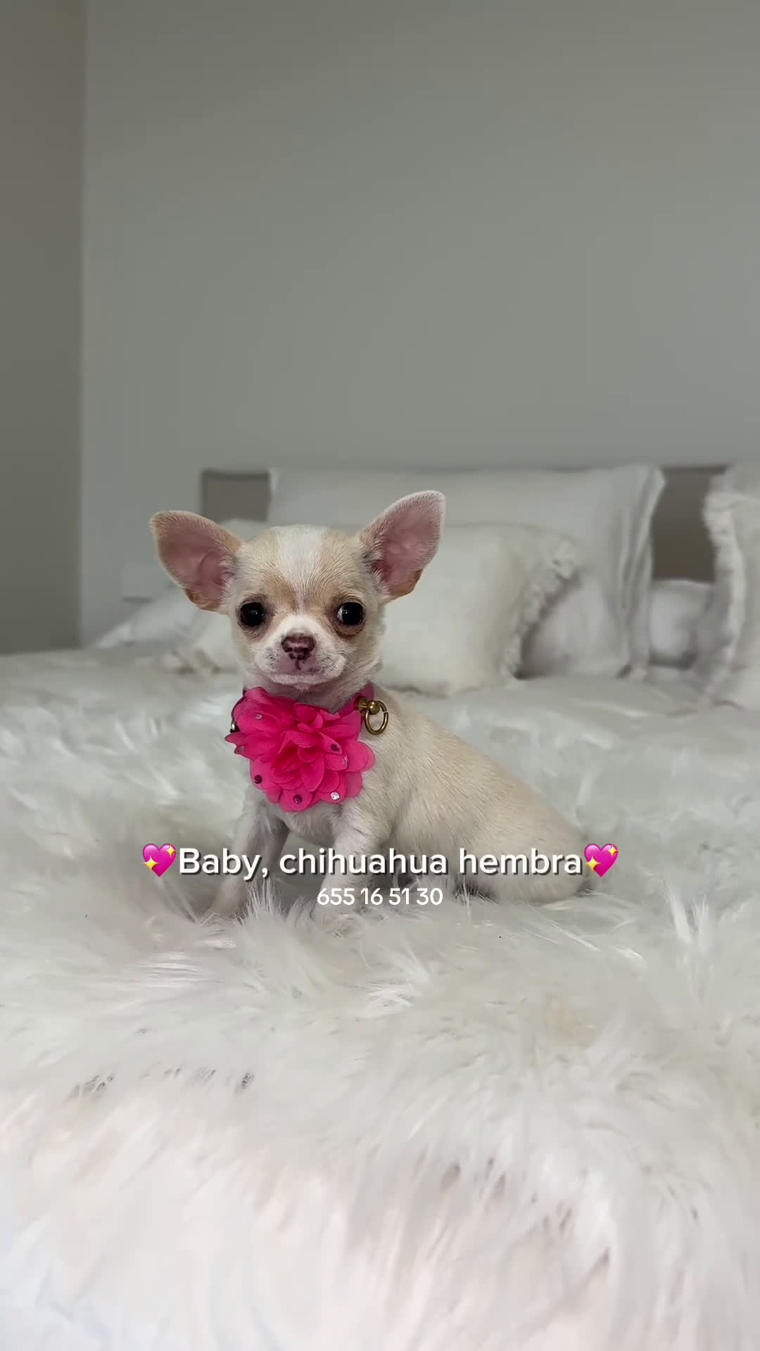 Chihuahua perros en venta: Chihuahua hembra - Video 1