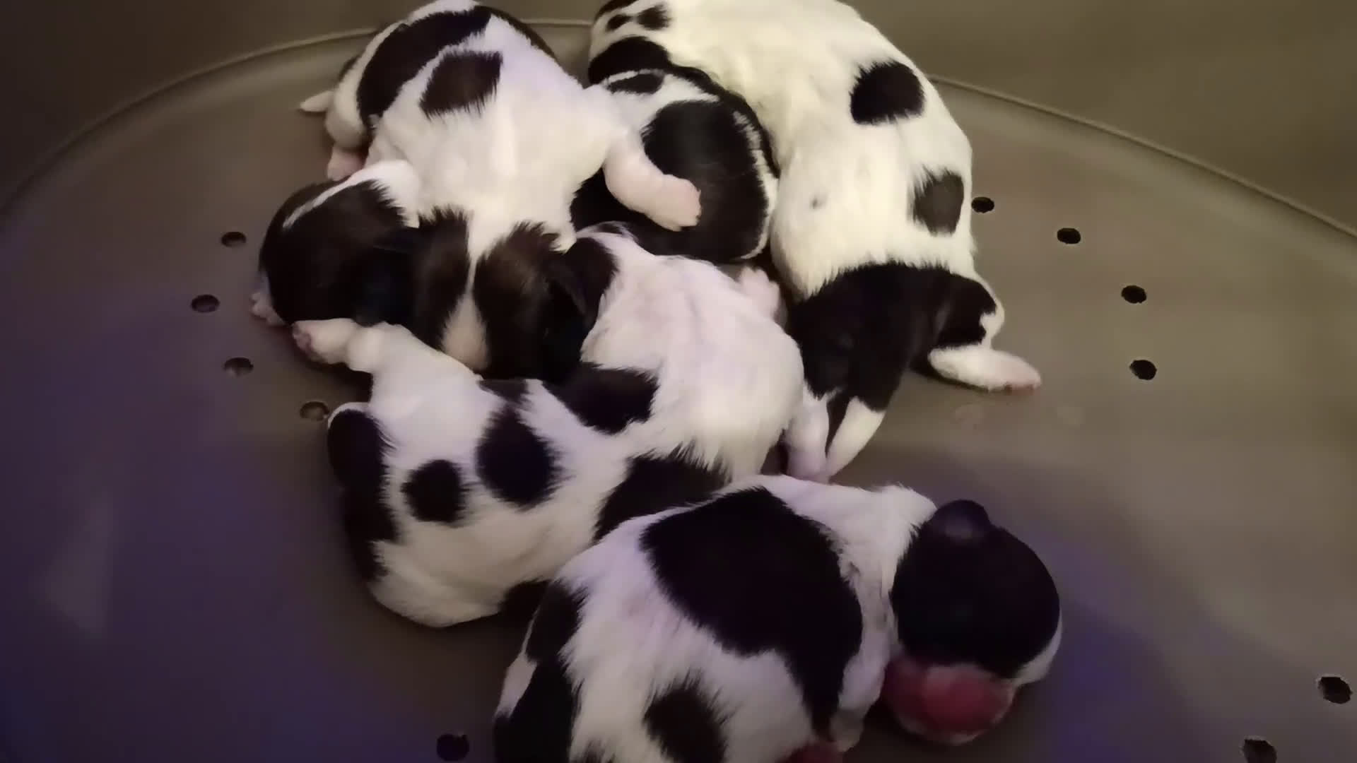 Shih Tzu perros en venta: Shih Tzu de Mumbrafer - Video 1