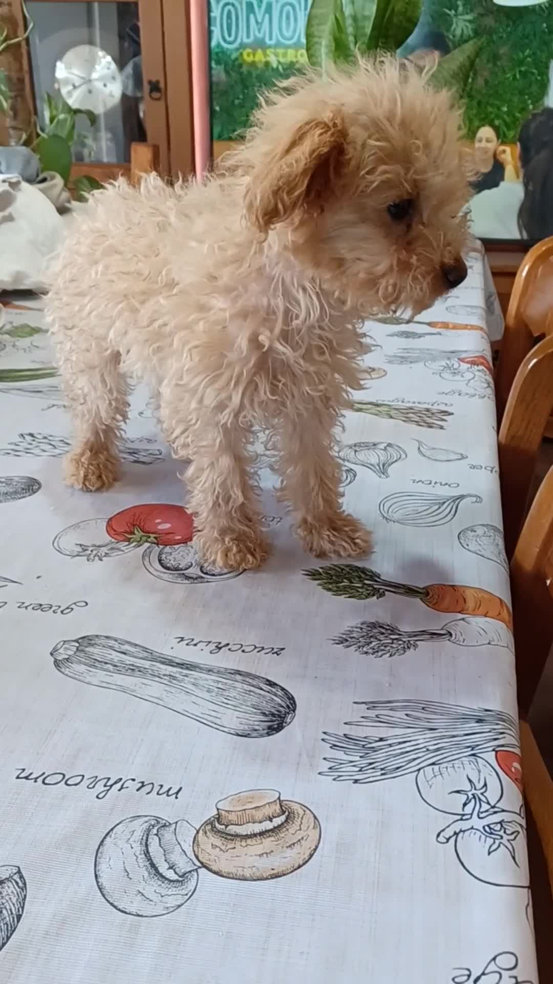 Caniche Toy perros en venta: Caniche toy - Video 1