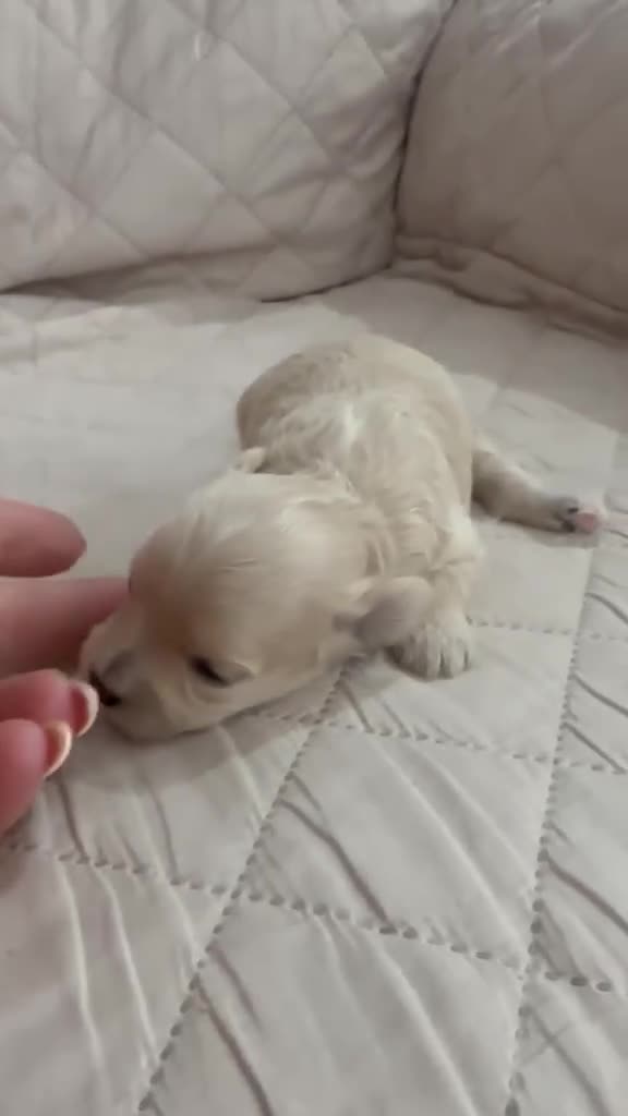 Maltipoo perros en venta: Maltipoo hembra  - Video 1