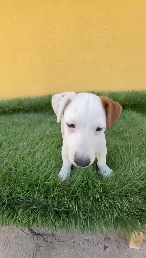 Jack Russell Terrier perros en venta: Jack Russell Terrier macho - Video 1