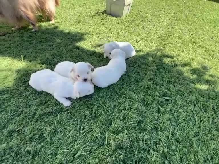 Bichón Maltés perros en venta: Bichon Maltes  - Video 3